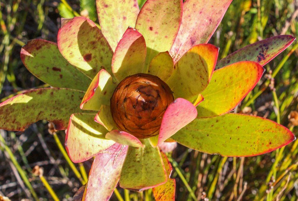 Leucadendron gandogeri