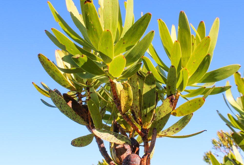 Leucadendron laureolum