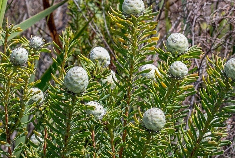 Leucadendron linifolium