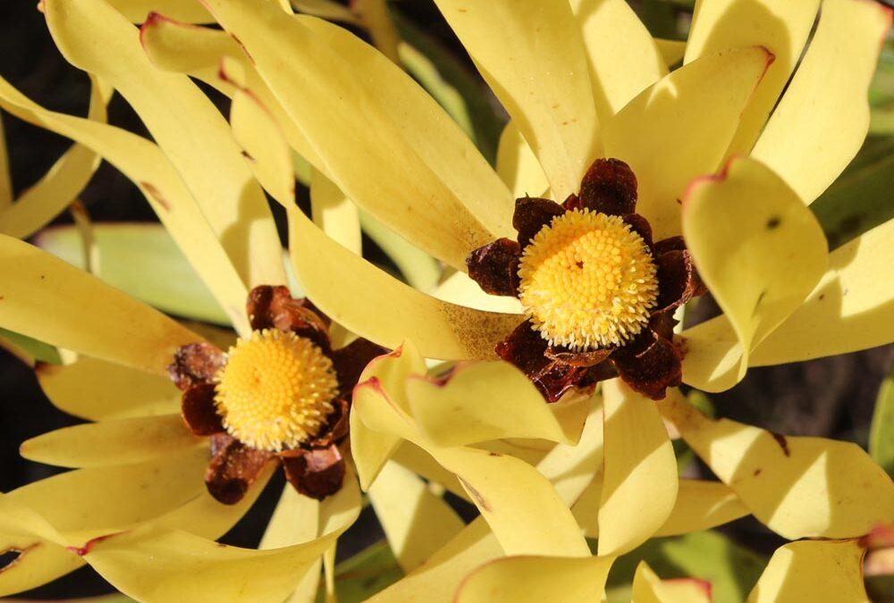 Leucadendron microcephalum