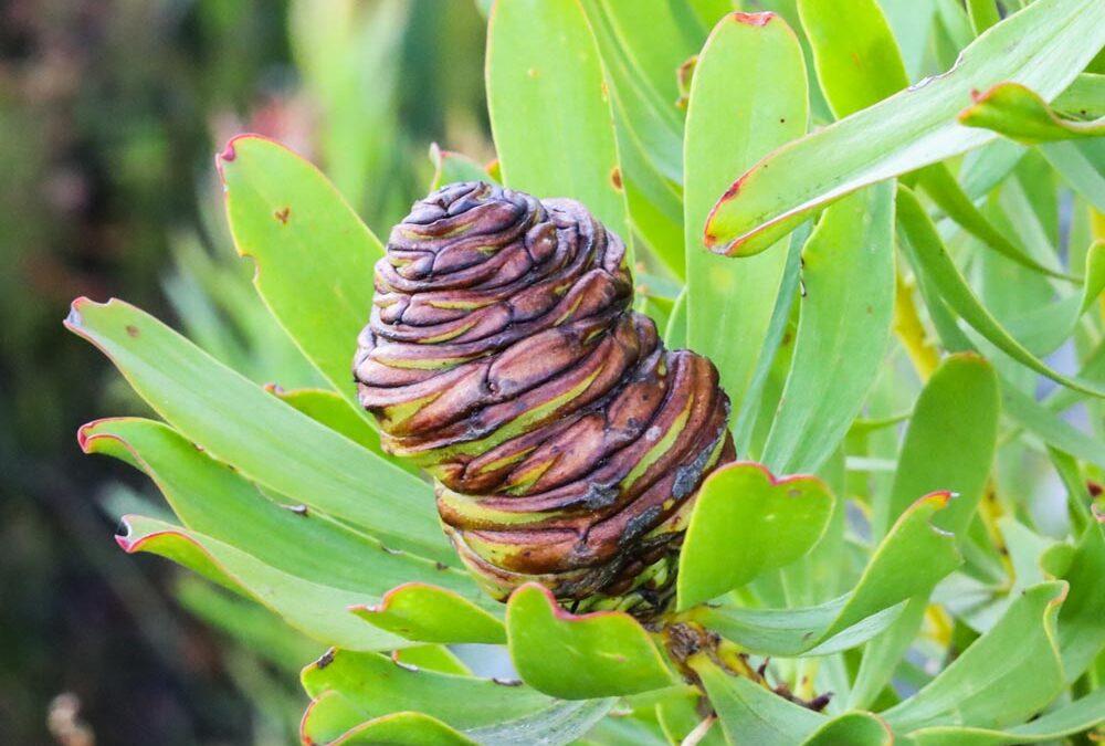 Leucadendron platyspermum