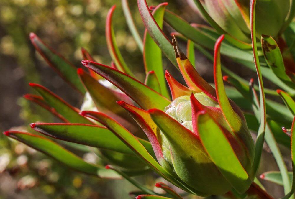 Leucadendron salignum