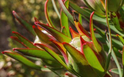 Leucadendron salignum