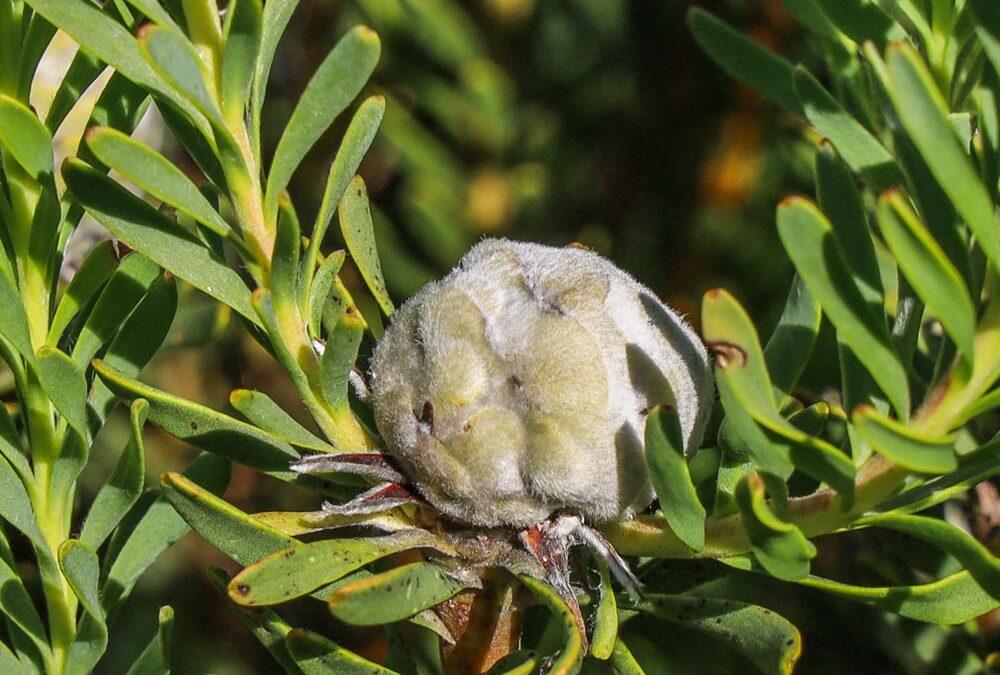 Leucadendron spissifolium subsp spissifolium