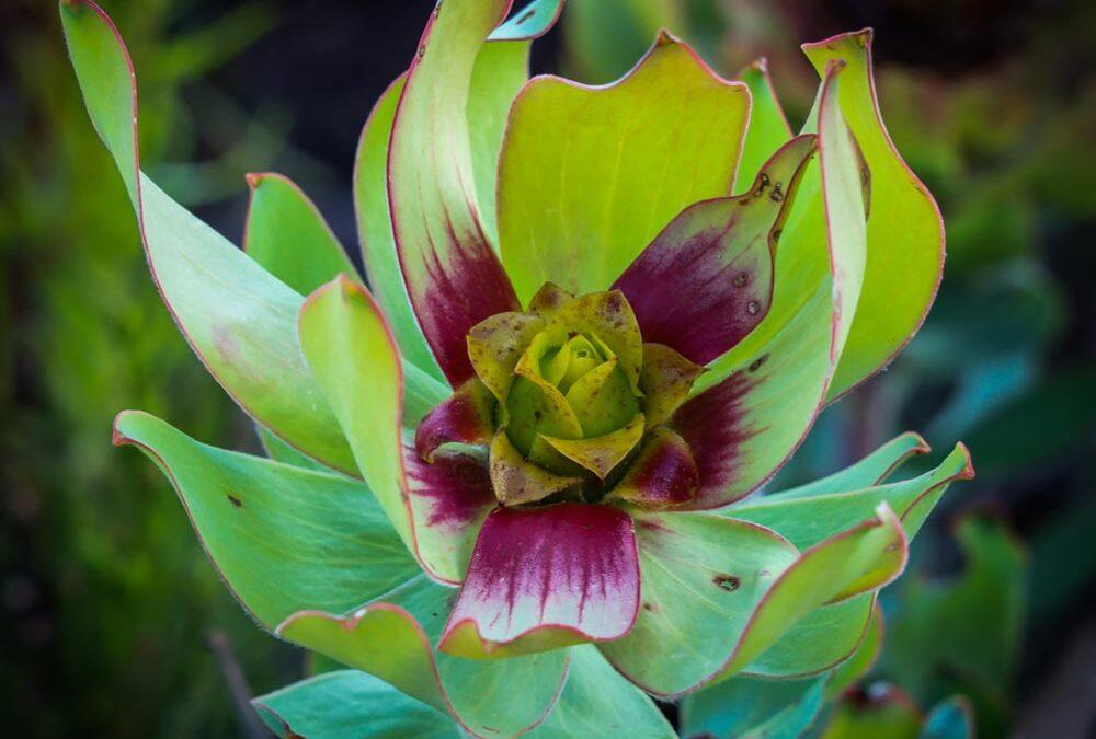 Leucadendron tinctum