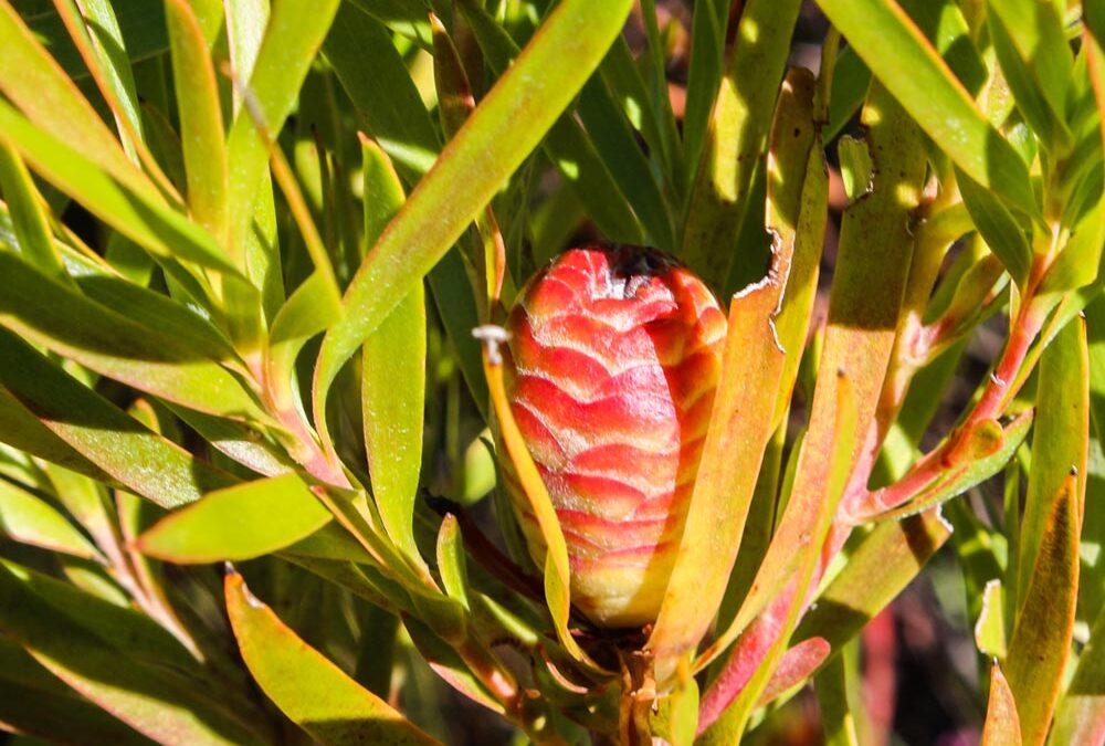 Leucadendron xanthoconus