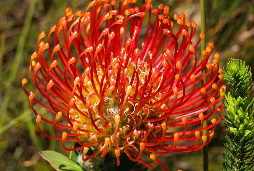 Leucospermum cordifolium