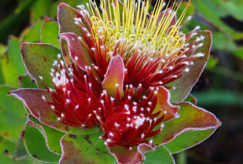 Leucospermum oleifolium
