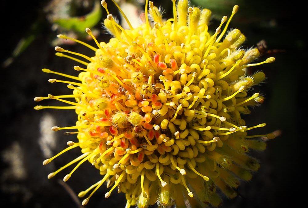 Leucospermum prostratum