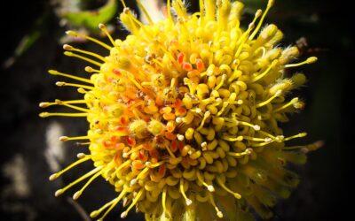 Leucospermum prostratum