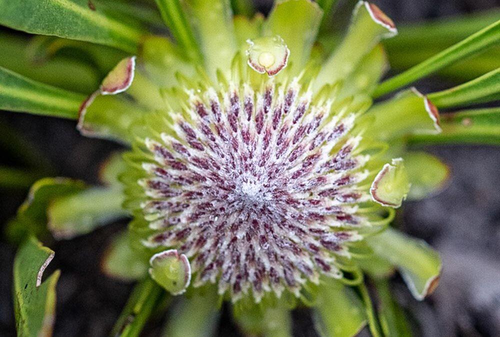 Protea acaulos