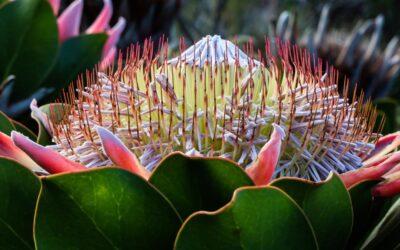 Protea cynaroides