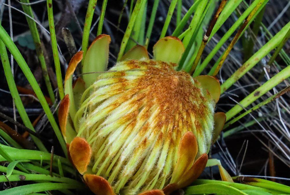 Protea scabra