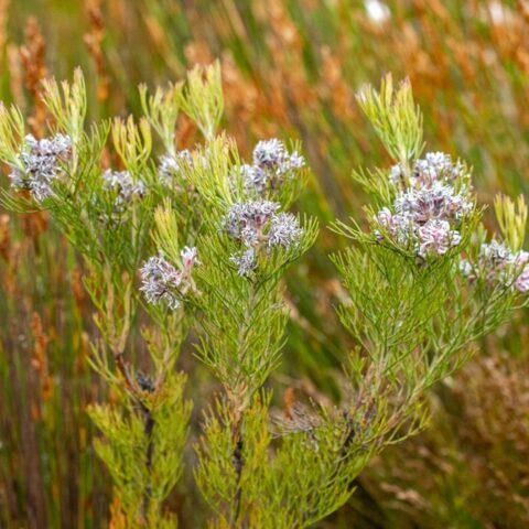 Seru Rixa Serruria adscendens - Kleinmond Fynbos