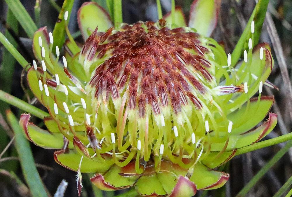 Protea angustata