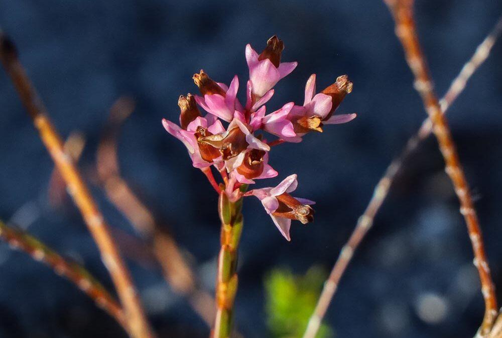 Erica articularis