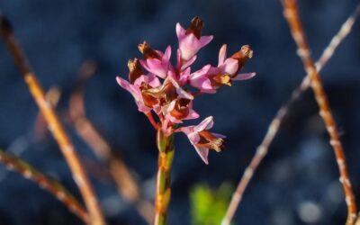 Erica articularis