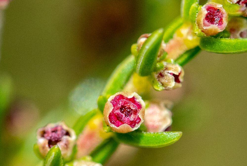 Erica axillaris