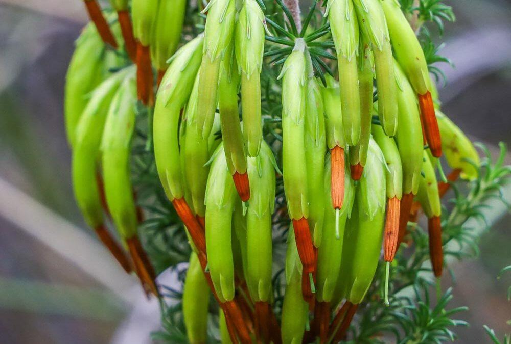 Erica coccinea
