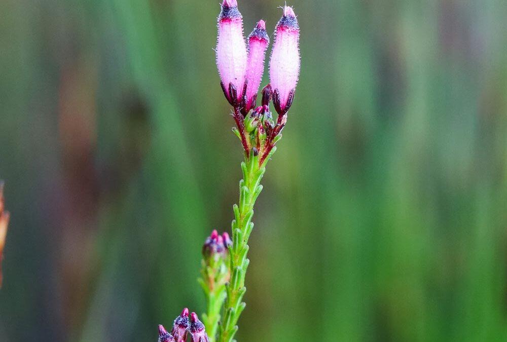 Erica cristata