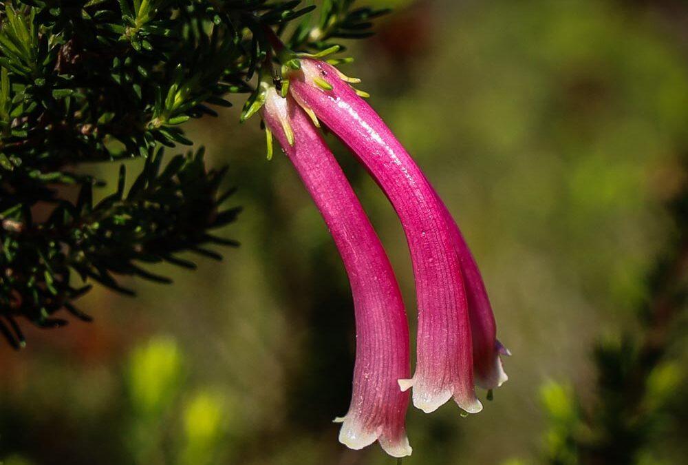 Erica discolor