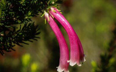 Erica discolor