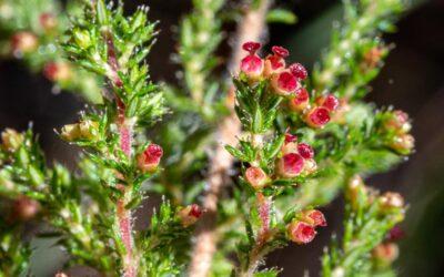 Erica exleeana