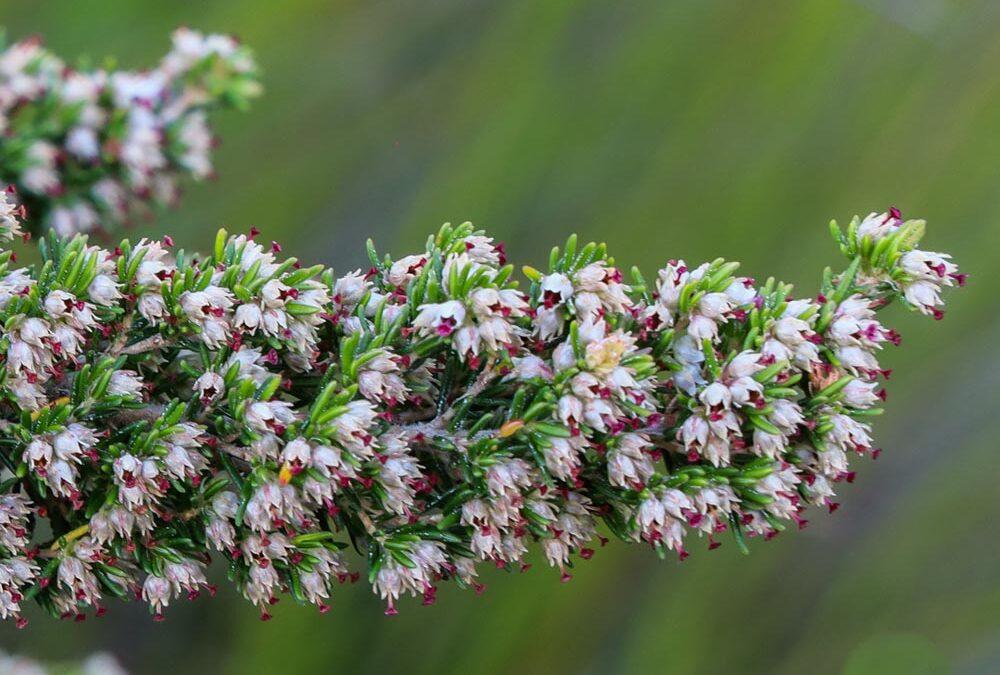 Erica hispidula