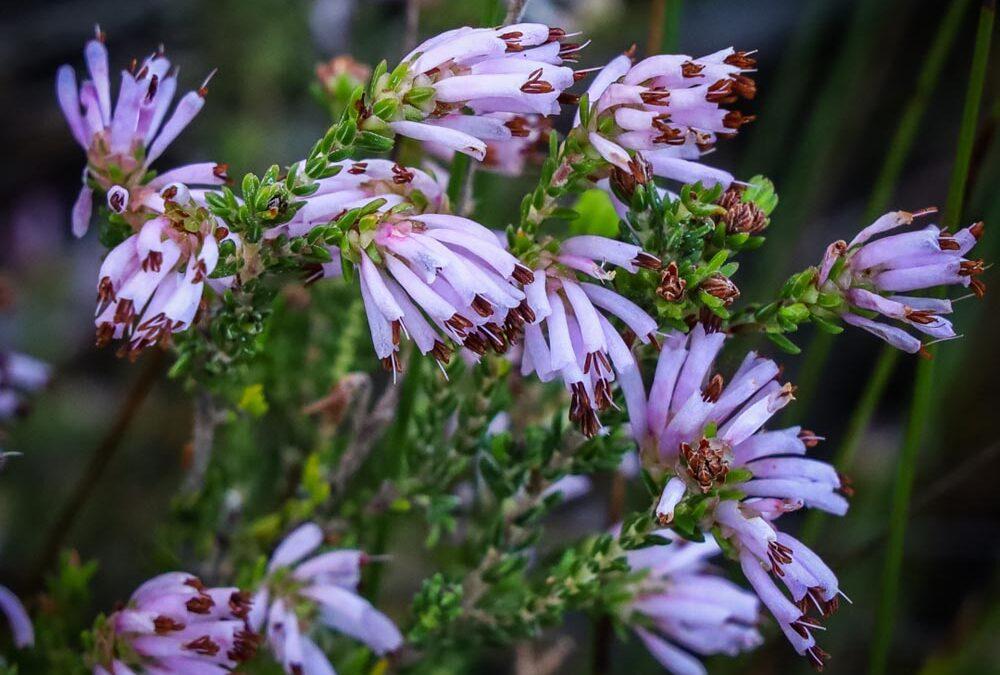 Erica labialis