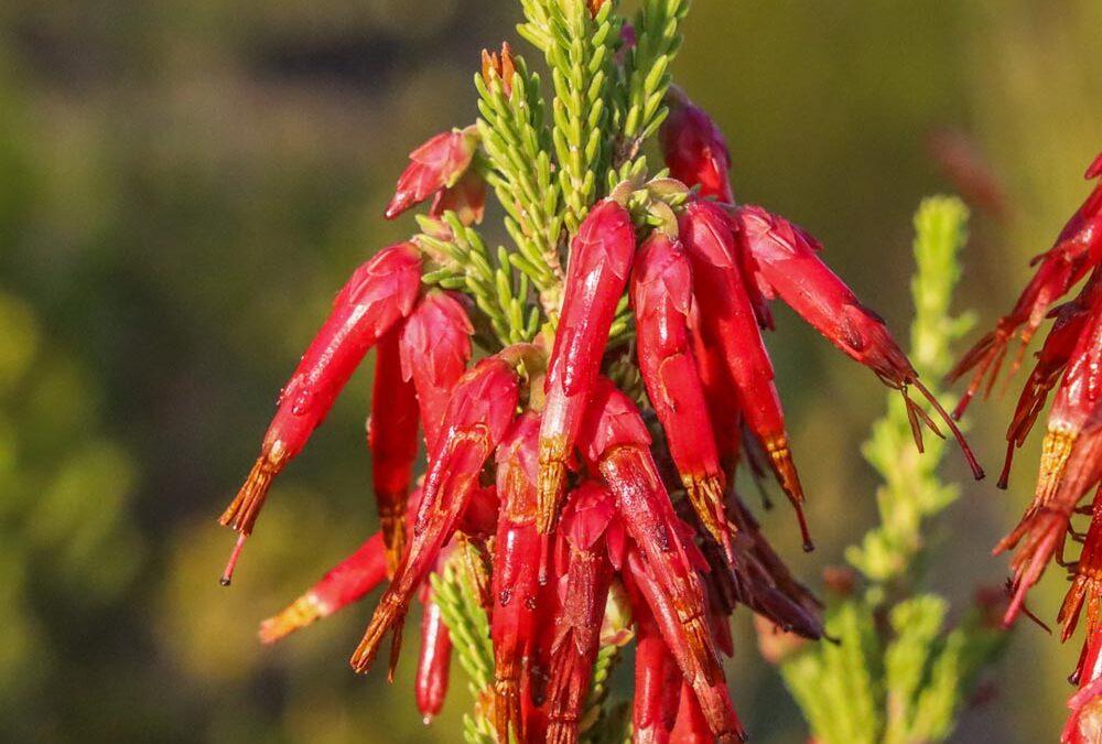 Erica monadelphia