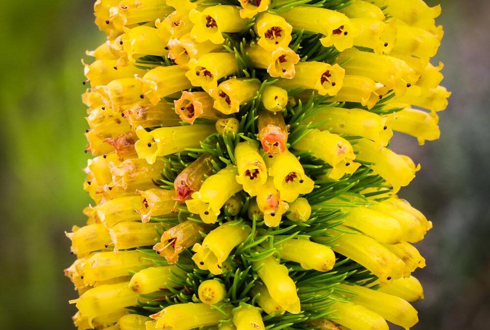 Erica patersonii