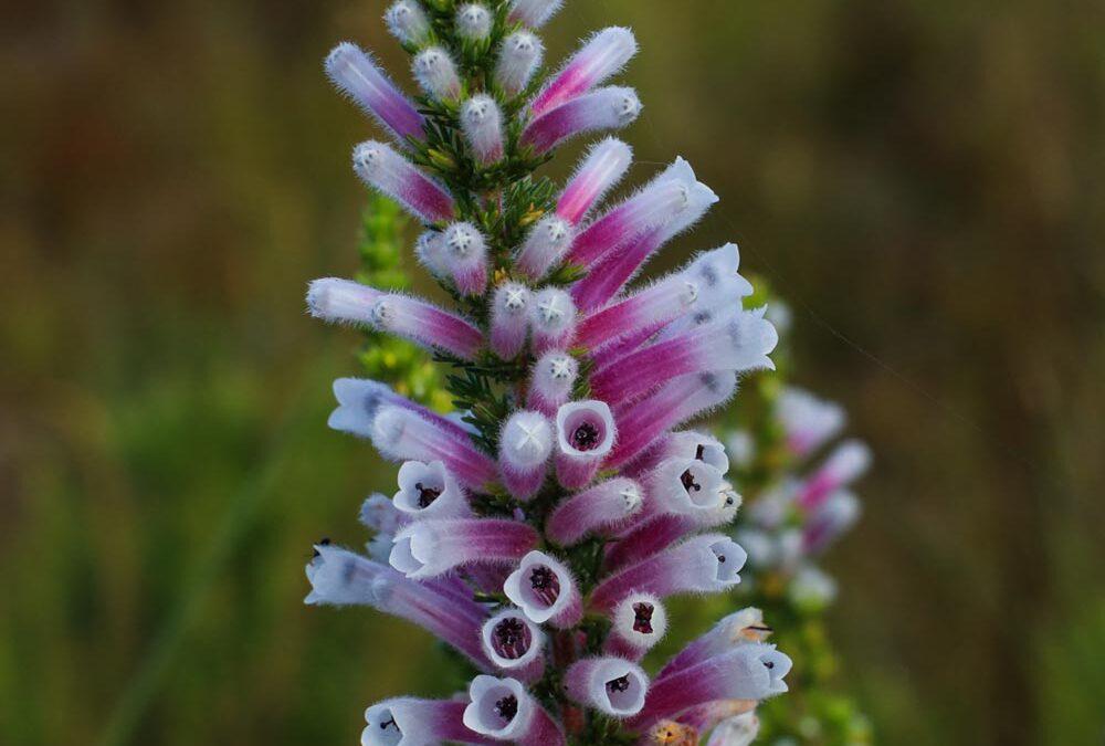 Erica perspicua