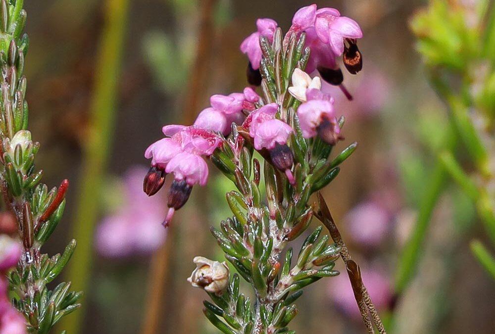 Erica placentiflora