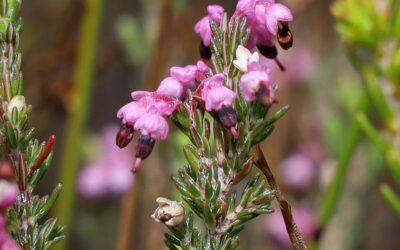 Erica placentiflora