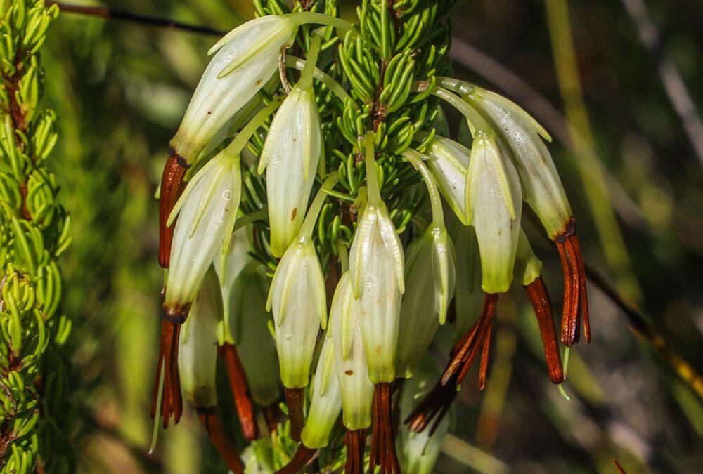 Erica plukenetii ssp. Penicillata