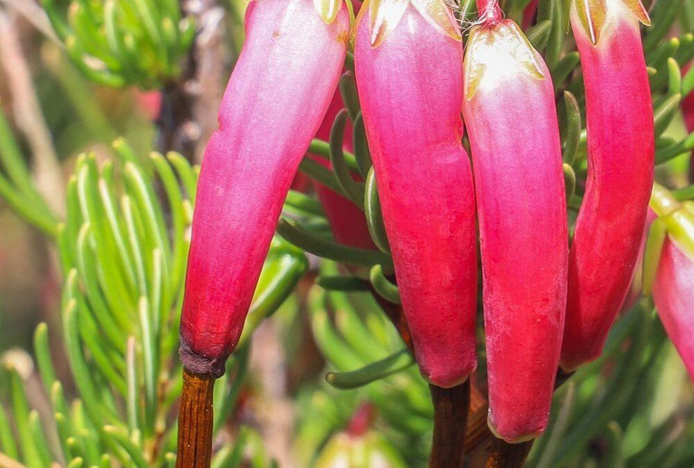 Erica plukenetii ssp. Plukenetii