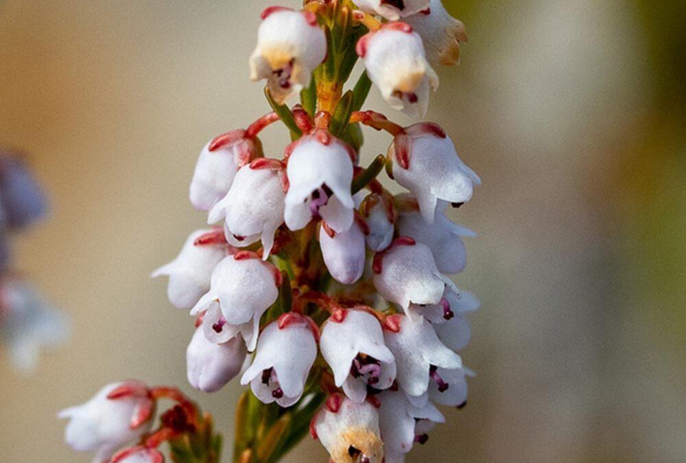 Erica quadrangularis