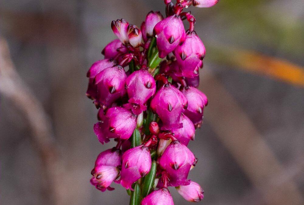 Erica rhopalantha