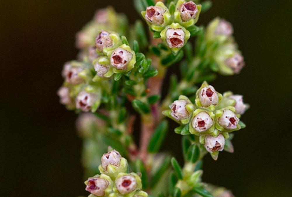 Erica serrata