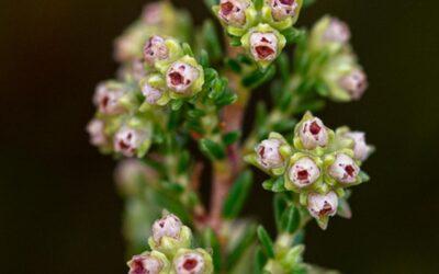 Erica serrata