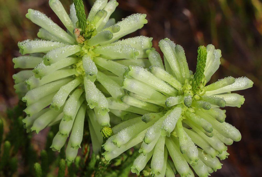 Erica sessiliflora