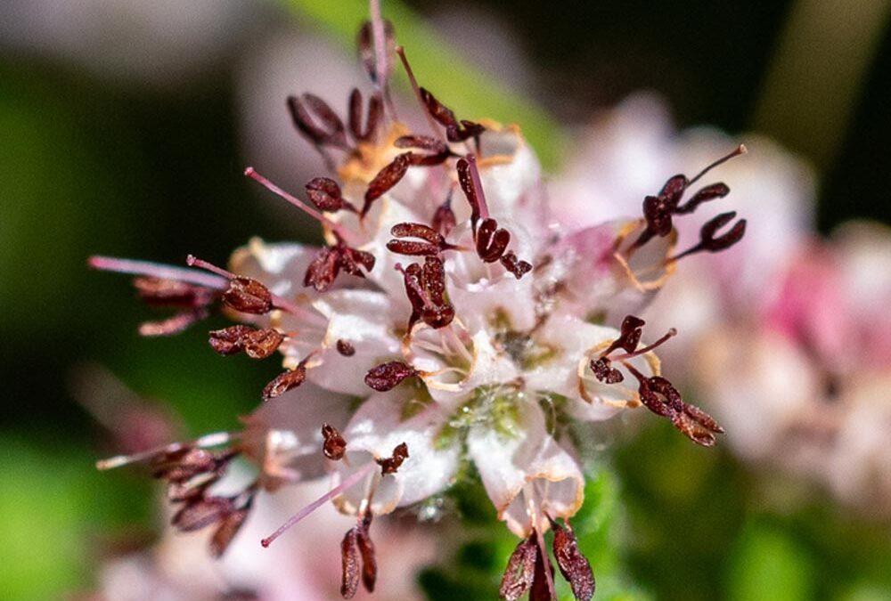 Erica similis