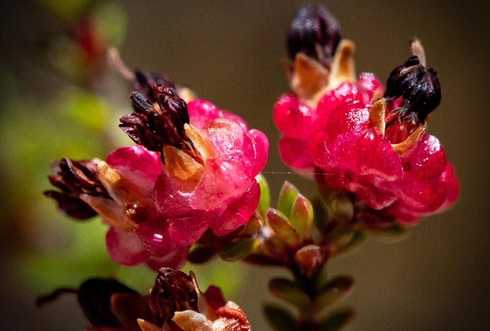 Erica spumosa