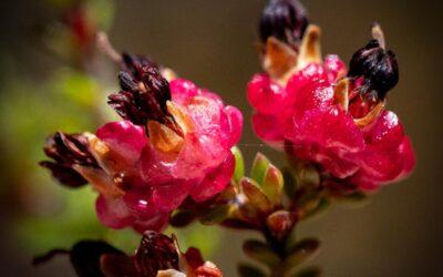 Erica spumosa