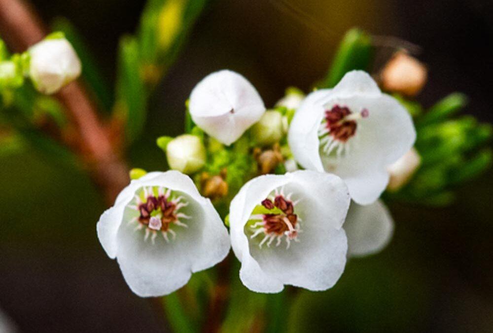 Erica subdivaricata