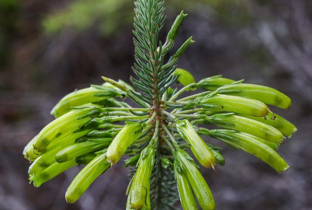 Erica thomae tenax