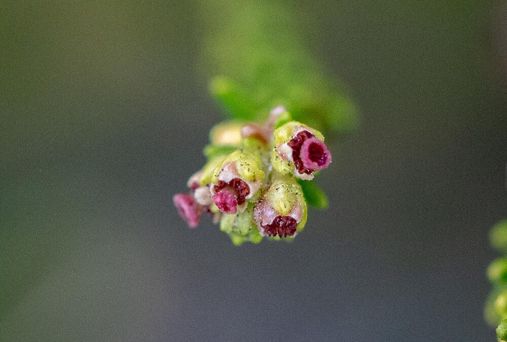 Erica tristis