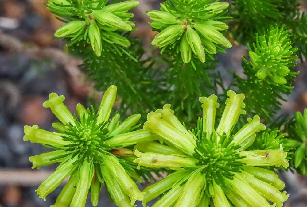 Erica viscaria macrosepala