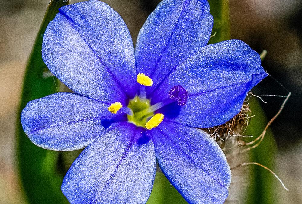 Aristea africana