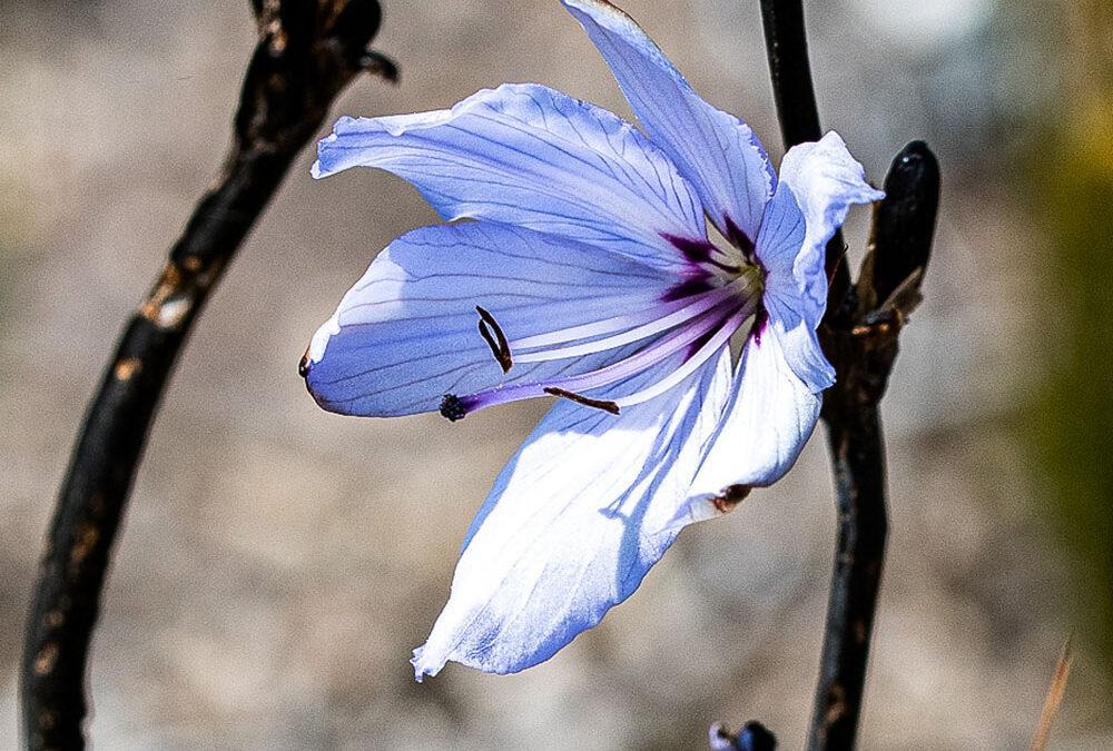 Aristea spiralis